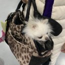 제주애단비귀덕