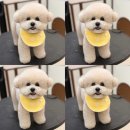 댕디샵 이미지