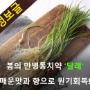 봄의 만병 통치약 달래 매운 맛과 향으로 원기회복 이미지