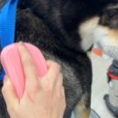 살롱 드 멍냥 이미지