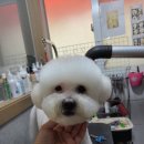 놀러와캣독 이미지