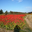 코스모스여화 이미지