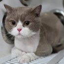 영블리 펫살롱 이미지