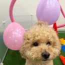 김해애견호텔 강아지유치원 맘바이 김해점 | 김해애견유치원 분리불안 해결하게된 맘바이 김해점 후기