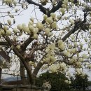 내가 누구개? 이미지