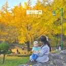 함안향교 | 창원 근교 함안 향교 은행나무 명소 가을 나들이 가볼만한 곳