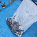 소도길 | 낚시 펜션 / 보령 소도[ 씨펜션 ] 숙박 후기 / 갑오징어 낚시 포인트