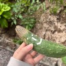 강상면 백병길 이미지