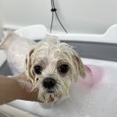 몽셀펫살롱 네이버블로그