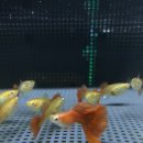 레드앤풀 이미지