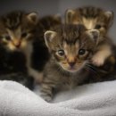 가방위에 고양이 이미지