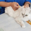 보듬어 줄개 이미지