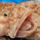 대진항식당 이미지