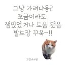 곶감농원수퍼 | 광양 백운산 농원(천상 서병길 농원)- 청계 닭, 청계란