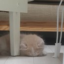 먼치캣(Munchi cat) | 아메리칸컬과 먼치킨고양이 분양후기