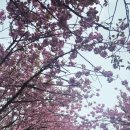 (4/22.수)개심사 청벚꽃 &amp;한우목장.문수사 🌸후기~~!! 이미지