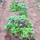 동신농장 이미지