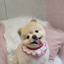 개이쁘댕 이미지