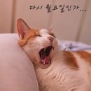 한주동물병원 이미지