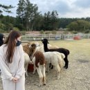 흑마염소농장 | 도치돌 알파카 목장 / 제주도 데이트 코스 / 아기랑 제주 여행