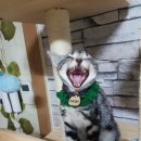 광양동물메디컬센터 이미지