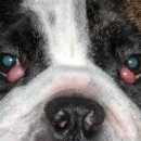 이로운 강아지 이미지