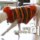 미키애견 이미지