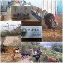 문안산 흑염소 이미지