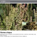 지루성두피샴푸 효과 정말 좋아요!