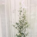 미래꽃화분 이미지