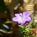 [골목]합창 이미지