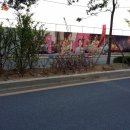 소담동 한국개발연구원 앞 이미지