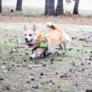 우크라이나의 네발 달린 전쟁 영웅 '안타레스 수색견' 이미지