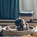 그루밍, 안나 | [43주차] 우리의 공통점_영신이와 나