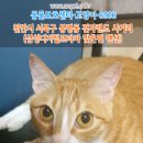 고양이를찾습니다,코숏,암컷,충청남도 천안시 서북구 봉명동 전자랜드 사거리(삼성디지털프라자 맞은편 맨션) 이미지