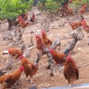 백화농장 이미지