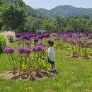 동해안자전거도로1(서) | 포천 아이랑 가볼만한 곳 한탄강 가든페스타 후기 (ft. 꽃보다 전기 자전거)