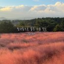 제주조각공원 | 제주 10월 가볼만한 곳 핑크빛 명소 | 휴애리자연생활공원 핑크뮬리 &amp; 아스타국화정원 (입장권 할인 팁...