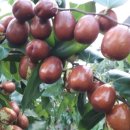 보은농장2 이미지