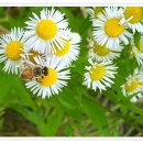 잡초라고 하지마(4) 정교한 만큼 단정하다 (5) 이미지