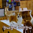 함께할개사랑할개