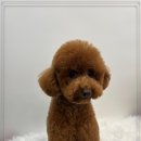 멍그루밍 이미지