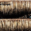 황태덕장 이미지