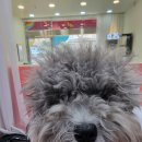 도블리펫 이미지