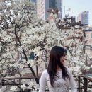 (주)굿뉴스여행사 | 목련 굿뉴스카페앤모어 낮과 밤에 둘다 이뻤던 후기