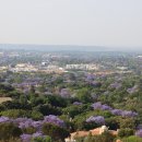 남아공 프리토리아는 자카란다 보랏빛 도시 이미지