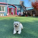 봉봉애견카페호텔 이미지