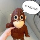 우탄 이미지