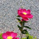 중앙메디칼보청기 이미지