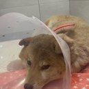 이평우 반려견 교육센터 이미지